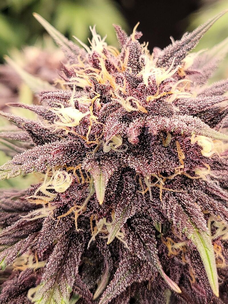 Lemon Cherry Cookies Auto, Фасовка: 5, изображение 24